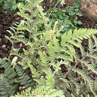 Cheilanthes (Hemionitis) lanosa